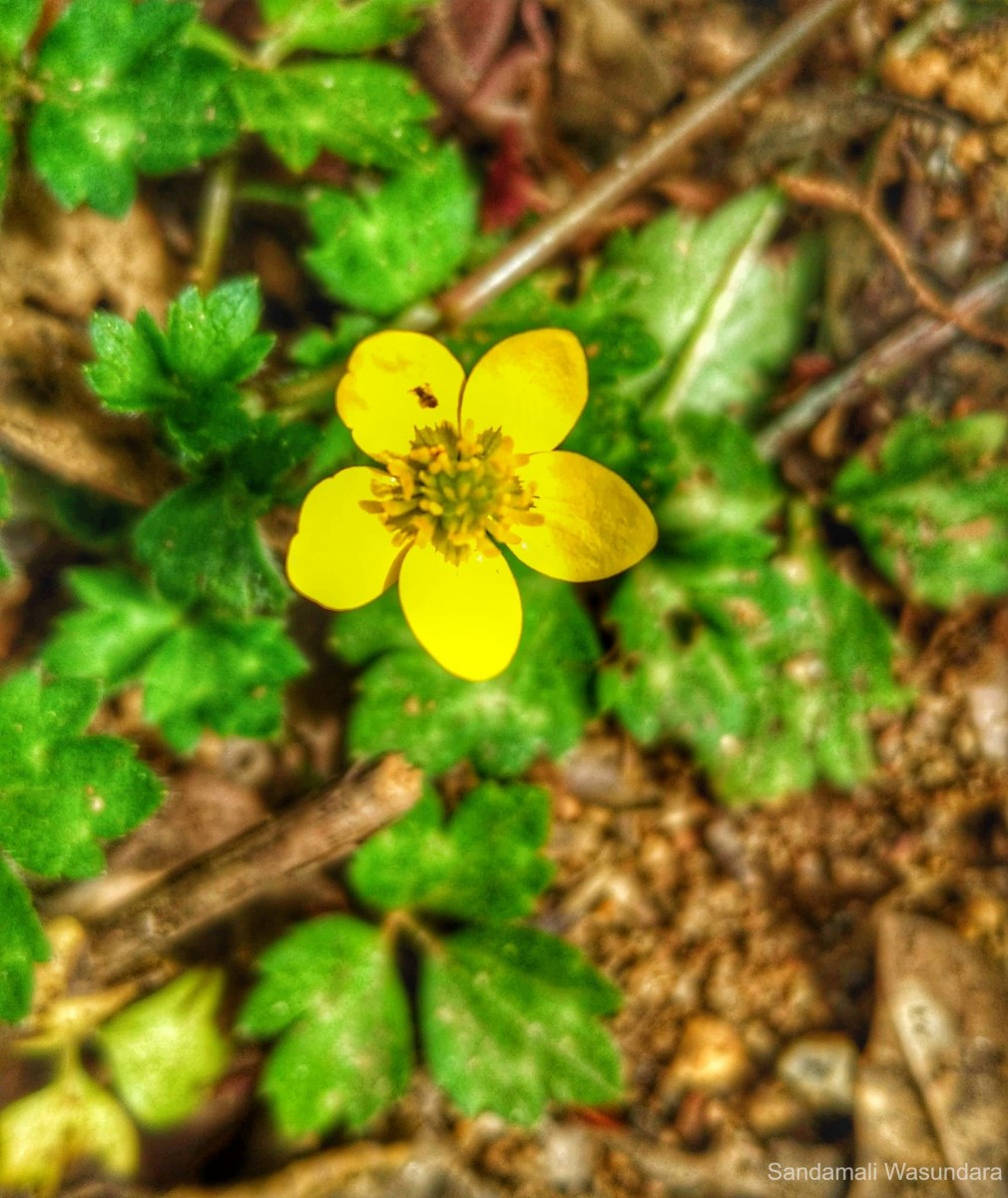 Potentilla indica (Andrews) Th.Wolf